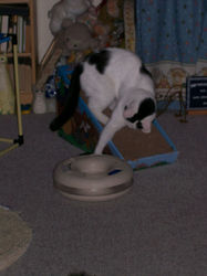 /images/rainbow_cats_003_187x250.jpg