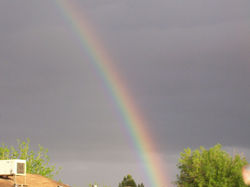 /images/rainbow_cats_005_250x187.jpg